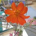 Cosmos sulphureusFlor