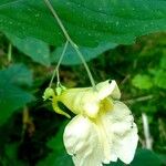 Impatiens noli-tangere 花