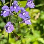 Scutellaria integrifolia 花