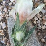 Mentzelia involucrata Flower