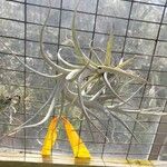 Tillandsia albida Frunză