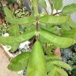 Kalanchoe prolifera Blad