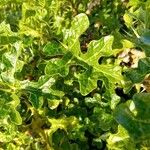 Solanum linnaeanum Leaf