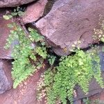 Adiantum capillus-veneris Hábito