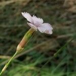 Dianthus godronianus Floare