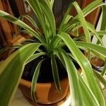 Chlorophytum comosum 葉