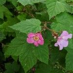 Rubus odoratus Bloem