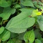 Houttuynia cordata ഇല