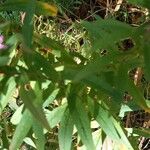 Symphyotrichum novae-angliae Leaf