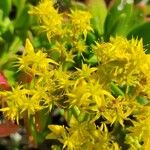 Sedum praealtum Flor