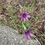 Tragopogon porrifoliusLorea