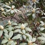 Rhododendron yakushimanum Habit