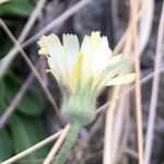 Andryala integrifolia Kvet