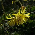 Dubyaea hispida Flower