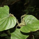 Dioscorea matagalpensis Hábito