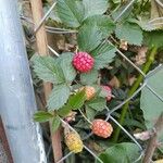 Rubus argutus Fruit