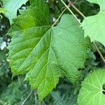 Vitis riparia Fuelha