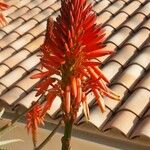 Aloe arborescensΛουλούδι