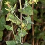 Brickellia californica Flower