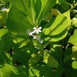 Scaevola taccada Blad