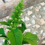 Amaranthus hybridus Blomma