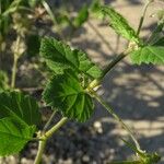 Erodium malacoides Blatt