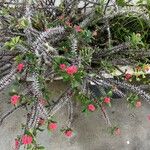 Euphorbia milii Lorea