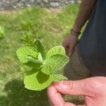 Mentha × villosa Blad