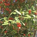 Ilex vomitoria Frucht