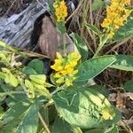 Crotalaria mitchellii Облик