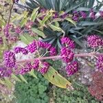 Callicarpa americana Fruit