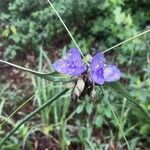 Tradescantia ohiensis Çiçek