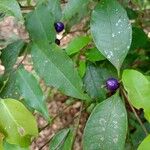 Psychotria suterella Fruto