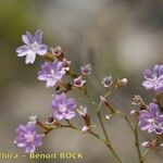 Limonium duriusculum Övriga