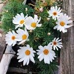 Argyranthemum frutescens Fiore