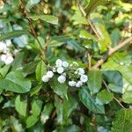 Spiraea prunifolia 花