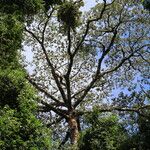 Terminalia superba Hábito