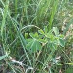 Lupinus albus Feuille