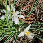 Leucocrinum montanum Flower