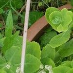 Allium polyanthum বাকল