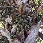 Latania lontaroides Fruit