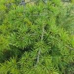 Cedrus libaniBlatt