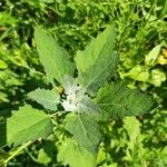 Chenopodium ficifolium 葉