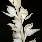 Cephalanthera austiniae ᱵᱟᱦᱟ