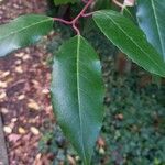 Prunus lusitanica List