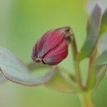 Alstroemeria aurea Çiçek