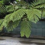 Dicksonia antarctica عادت