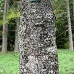 Pinus leucodermis Mosusu