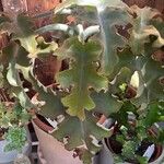 Kalanchoe beharensis Folha