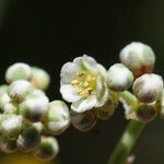 Corrigiola telephiifolia Fiore